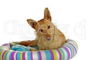 Jack Russel Terrier auf seinem Hundebett