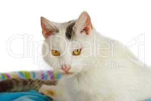 Weißer Kater im Katzenbett