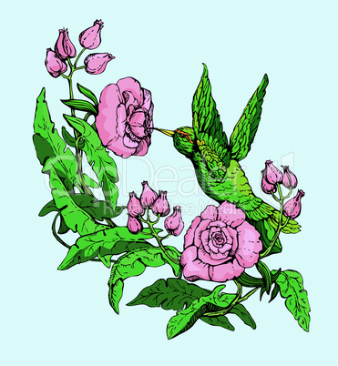 Colibri and flowers. Hand drawn sketch.