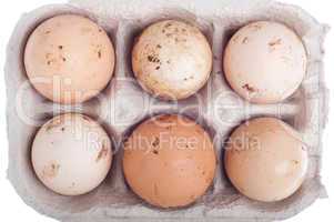 Eggs in carton