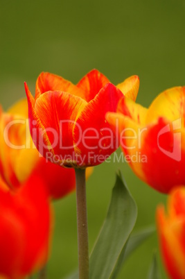 Tulpen