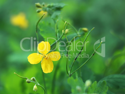 Yellow celandine flower