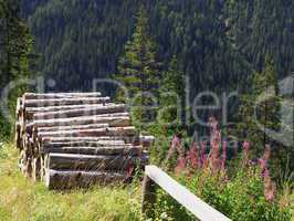 Holzstapel / Wood pile