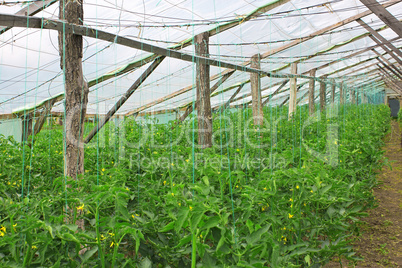 Flowering tomatoes in greenhouse