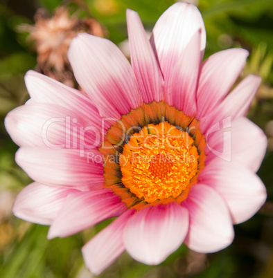 Gazania