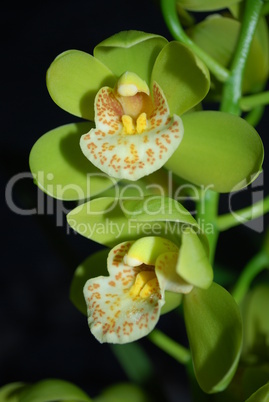 Yellow Orchid with Black Background