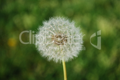 Dandelion with Grass Background