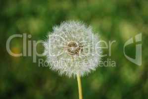 Dandelion with Grass Background