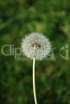 Dandelion with Grass Background