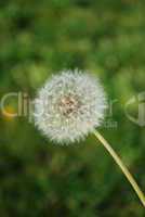 Dandelion with Grass Background