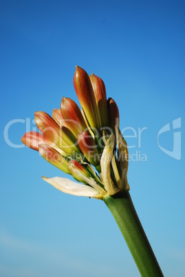 Orange Clivia Miniata