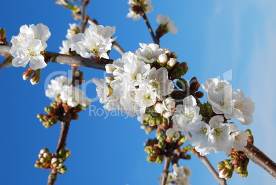 Cherry Flowers