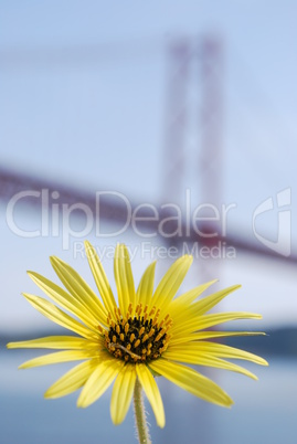 Yellow daisy and Lisbon bridge April 25th