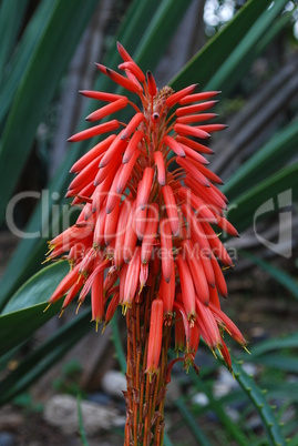 Red Aloe Ciliaris Flower