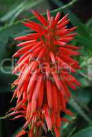Red Aloe Ciliaris Flower