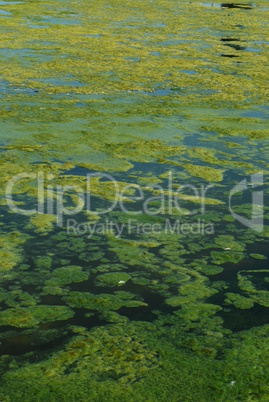 Green algae swamp