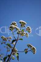 Ageratina Adenophora (daisy)