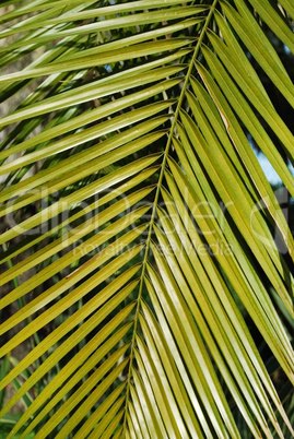 Washington Palm tree