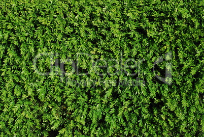 Green turf background