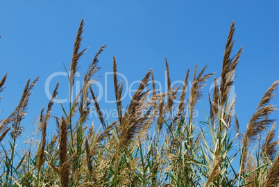 Reed grass on a lake