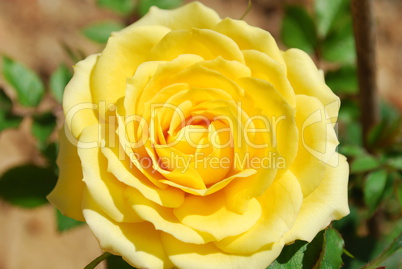 Yellow rose