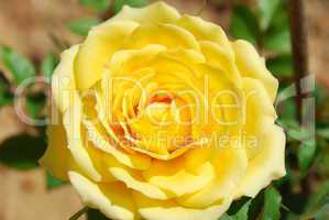 Yellow rose