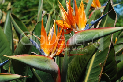 Strelitzias, bird of paradise flower