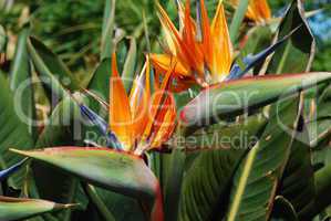 Strelitzias, bird of paradise flower