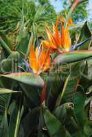 Strelitzias, bird of paradise flower