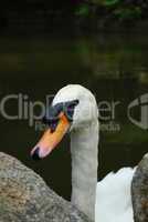 Mute swan on a lake