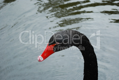 Black swan on a lake