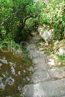 Stone stairs in a bright jungle scene