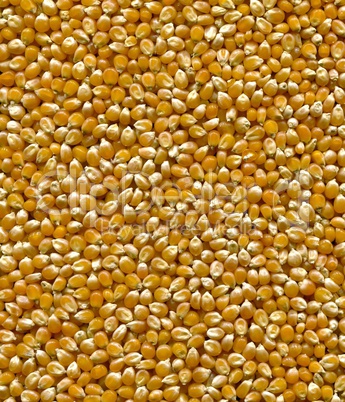 Corn Texture