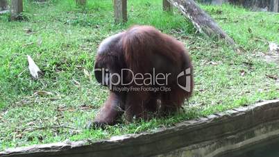 Orangutan fascinated meal