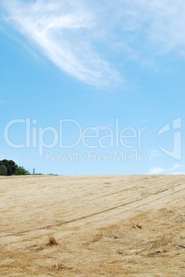 Wheat field after harvest