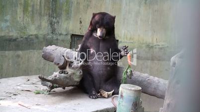 Funny bear with carrot