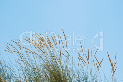 Reed grass background on a tropical beach