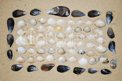 Seashells background on sand