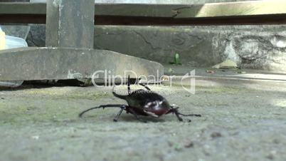 Black beetle running