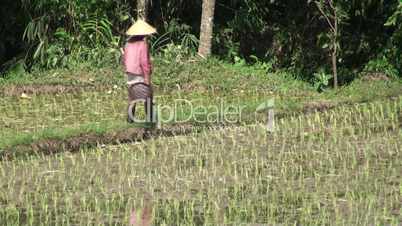 On the rice field