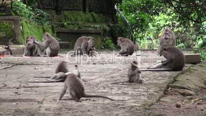 Big monkey family