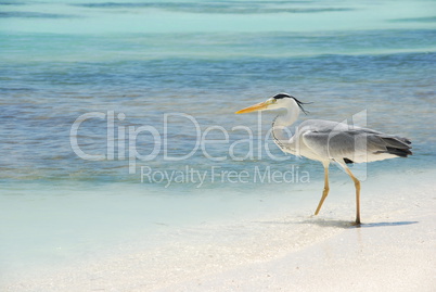 Heron on a maldivian island