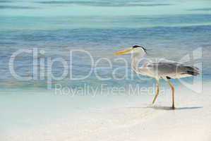 Heron on a maldivian island