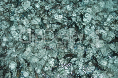 Black fishes on translucent water