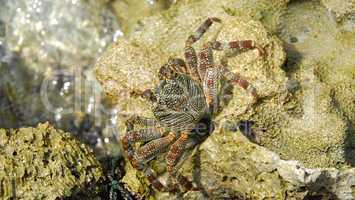Wild crab walking on a stone reef