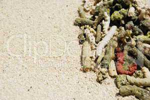 Coral background (shallow depth of field)