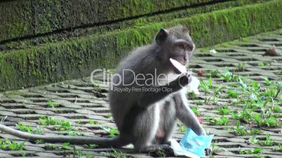 Little monkey eats a napkin