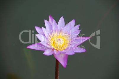 Beautiful purple waterlily in a pond
