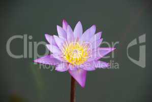 Beautiful purple waterlily in a pond