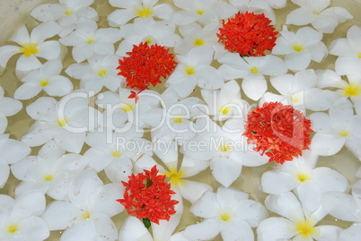 White tropical frangipanis flowers background